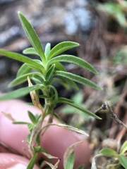 Cerastium arvense strictum