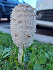 Coprinus comatus