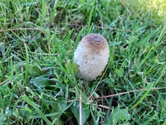 Coprinus comatus