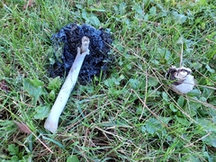 Coprinus comatus