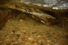 Desmognathus welteri