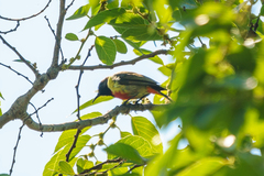 Anthreptes anchietae