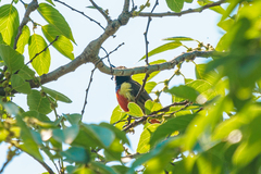 Anthreptes anchietae