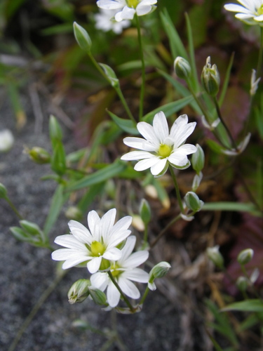 Longstalk starwort