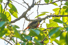 Anthreptes anchietae