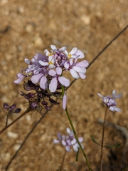 Iberis linifolia