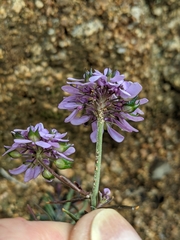 Iberis linifolia