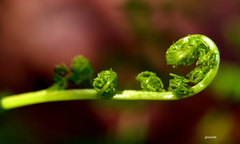 Adiantopsis perfasciculata