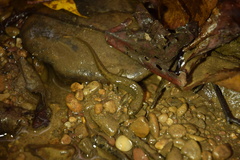 Desmognathus welteri