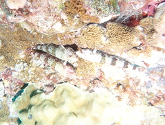 Aulopiformes