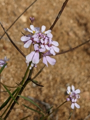 Iberis linifolia
