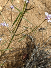 Iberis linifolia
