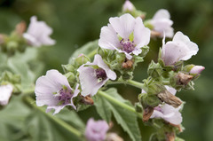 Althaea taurinensis