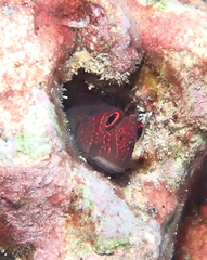 Cirripectes vanderbilti