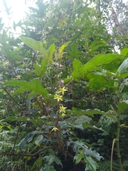 Solanum atropurpureum