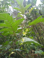 Solanum atropurpureum