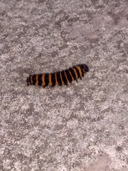 Tyria jacobaeae