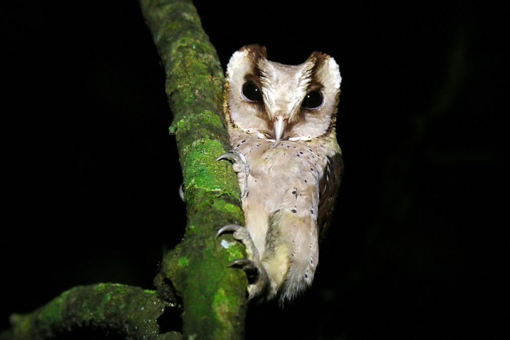 Sri Lanka Bay Owl