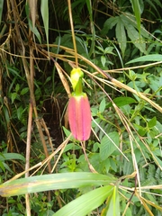 Passiflora antioquiensis