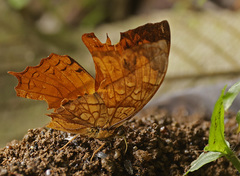 Polyura pleione