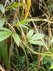 Passiflora antioquiensis