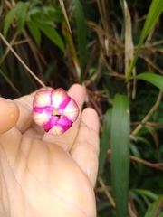 Passiflora antioquiensis