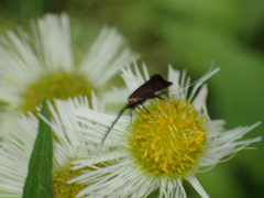 Adela caeruleella