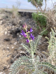 Astragalus magdalenae