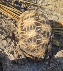 Psammobates oculifer