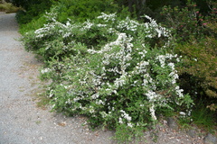 Leptospermum turbinatum