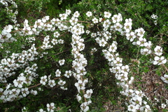 Leptospermum turbinatum