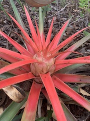 Bromelia goyazensis