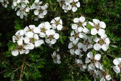 Leptospermum turbinatum