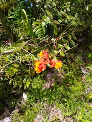 Epidendrum radicans