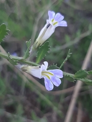 Lobelia thermalis