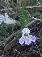 Lobelia thermalis