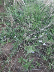 Lobelia thermalis
