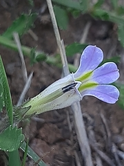 Lobelia thermalis