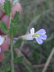 Lobelia thermalis