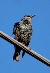 Sturnus vulgaris