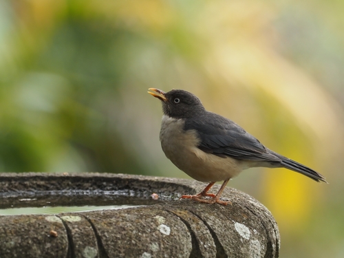 Turdus reevei image