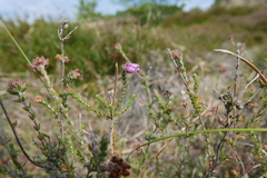 Erica tetralix