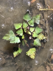 Trapa natans bispinosa