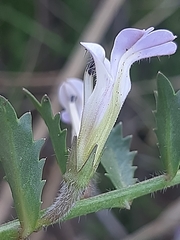 Lobelia thermalis