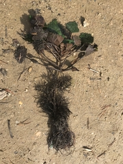 Trapa natans bispinosa