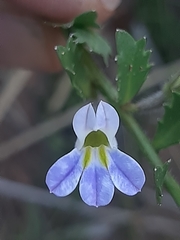 Lobelia thermalis