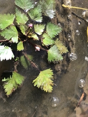 Trapa natans bispinosa