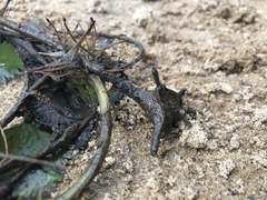 Trapa natans bispinosa