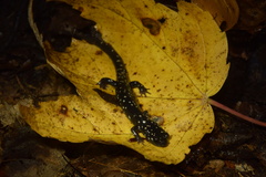 Plethodon kentucki