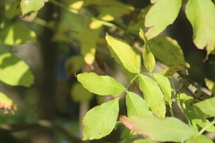 Fraxinus excelsior